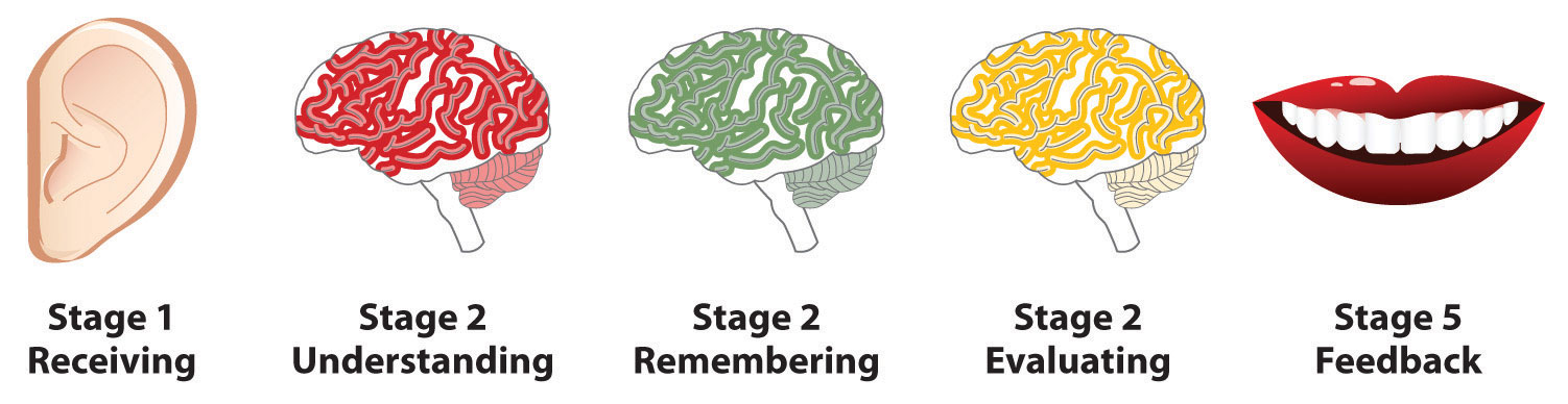 Stages of feedback: Receiving, Understanding, Remembering, Evaluating, and Feedback