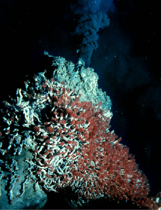 Hydrothermal Vent on the Sea Floor. A grey cone-shaped vent, covered with tubeworms, dominated the left side of this photograph. An inky-black cloud of vent fluid spews from the top of the vent.
